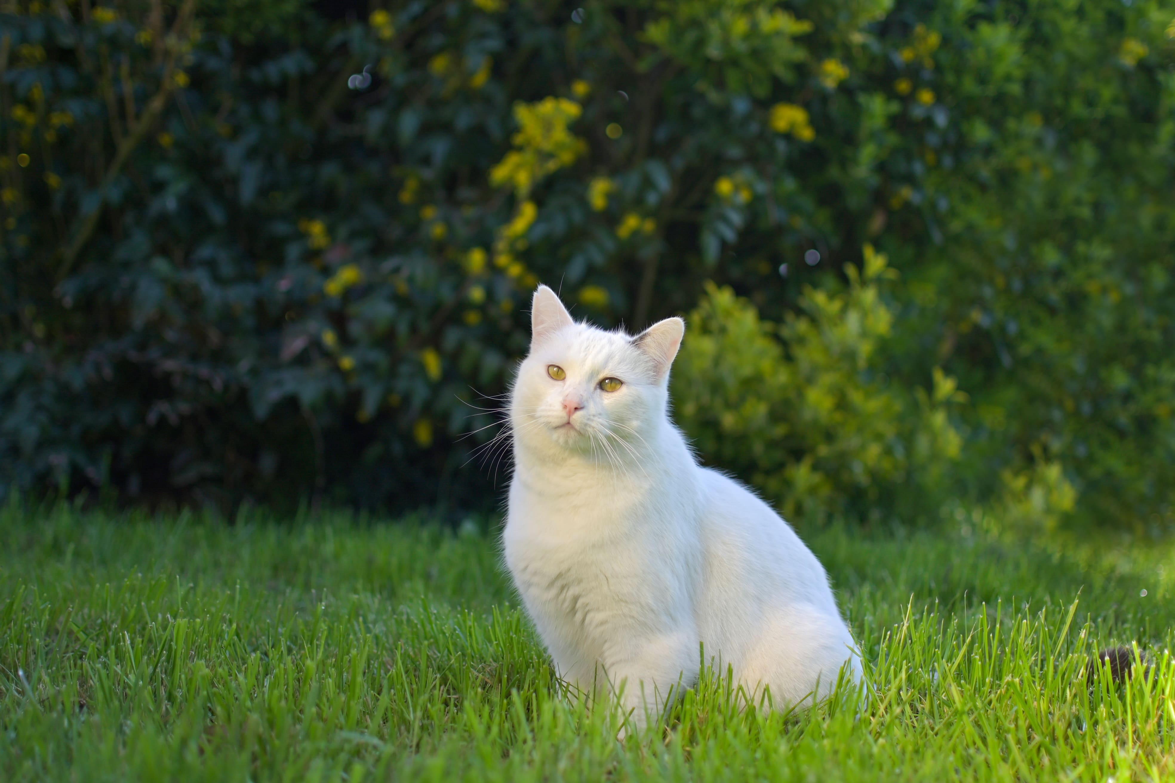Photo de chat 2
